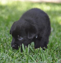 Cooper, a black german shepherd puppy