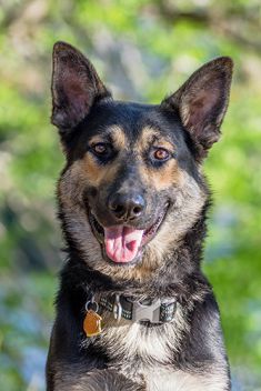 Cooper, a smiling black and tan german shepherd