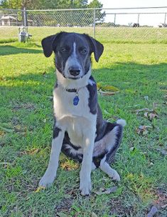 Black and white border collie mix