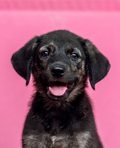 Dahlia, a small black and tan german shepherd puppy