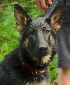 Daisy, a black and tan shepherd