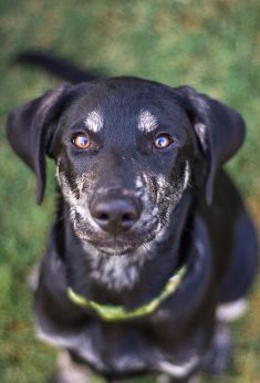 Dallas, a black and brindle german shepherd mix puppy