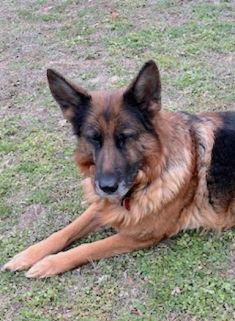 Delores, a beautiful black and tan german shepherd