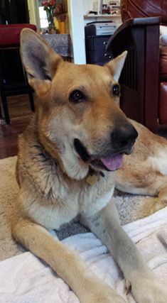 Dharma, a black and tan shepherd