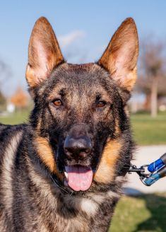 Diego, a sable german shepherd