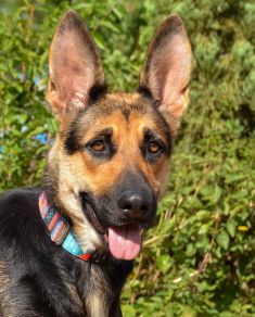 Dixie. a black and tan German Shepherd