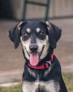 Duchess, a black and cream german shepherd mix puppy