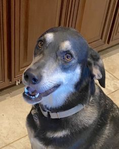 Duchess, a black, tan and white german shepherd