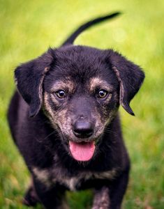 Duke, a black and tan german shepherd mix puppy