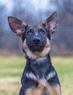 Duke, a black and tan german shepherd puppy