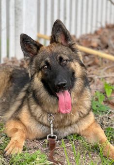 Eve, a black and tan long-haired shepherd