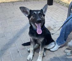 Emma, a black and tan german shepherd puppy