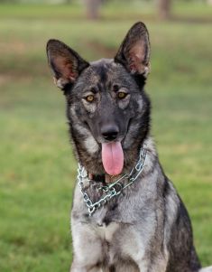 Epic, a beautiful sable german shepherd