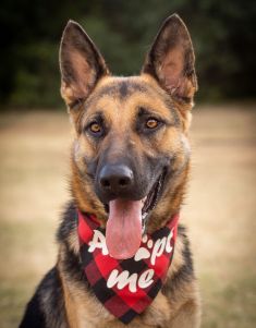 Fabian, a black and tan german shepherd wearing an adopt me kercheif