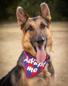 Fabio, a black and tan german shepherd wearing an adopt me kercheif