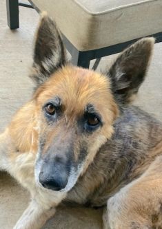 Fantina, a black and tan german shepherd