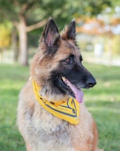 Fiona, a tan and black german shepherd