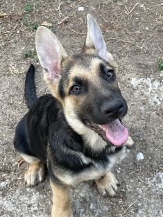 Frankie, a black and tan german shepherd puppy