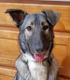 Freya, a silver sable german shepherd