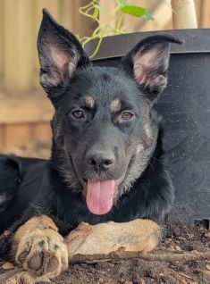 Furiosa, a cute black and tan german shepherd puppy