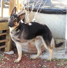 George, a black and tan german shepherd with three legs