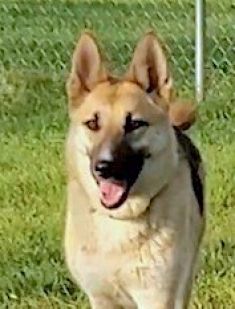 Ginger, a black and tan german shepherd