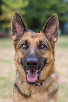 Ginna, a black and tan german shepherd