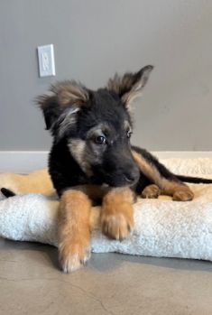 Great, a german shepherd puppy