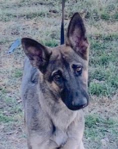 Hank, a sable, young german shepherd