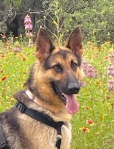 Hans, a black and tan german shepherd