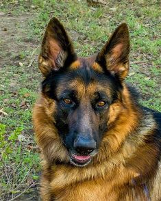 Hanz, a black and red german shepherd