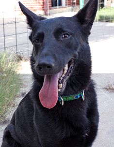 Harley, a black german shepherd