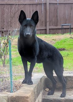 Harley, a black german shepherd