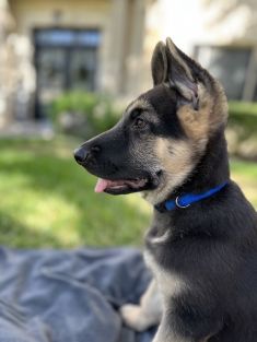 Jackson Blue, a black and tan german shepherd puppy