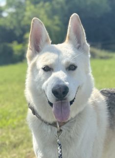 Jacob, a white and tan german shepherd mix