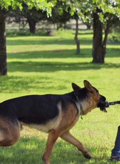 Jake, a black, tan, and red german shepherd