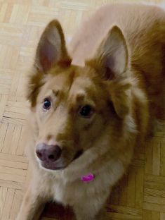 Jax, a golden and red german shepherd