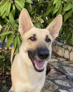 Jazz, a black and tan german shepherd