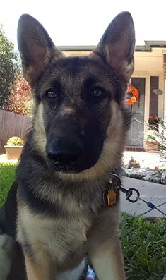 Journey, a black and tan german shepherd