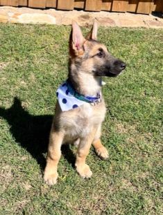 Kai, a black and tan german shepherd puppy