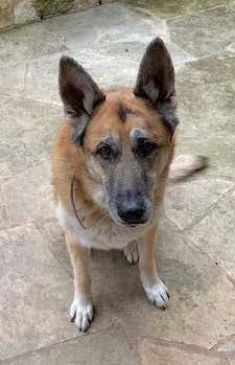 Kaiser, a black and tan german shepherd