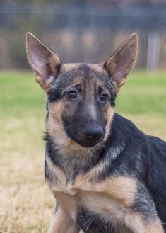 Karli, a black and tan german shepherd puppy