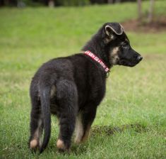 Kena, a black and tan german shepherd puppy