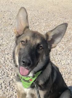 Kiba, a black and tan german shepherd