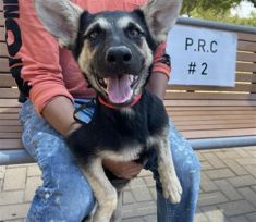 Klee, a black and tan german shepherd puppy