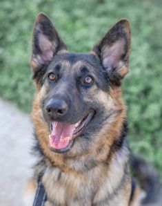 Kona, a young black and tan german shepherd