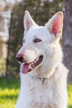 Kringle, a white german shepherd