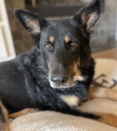 Kyle, a black and tan german shepherd