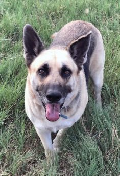 Lady, a black and cream german shepherd