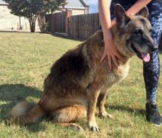 Lady, a black and tan german shepherd